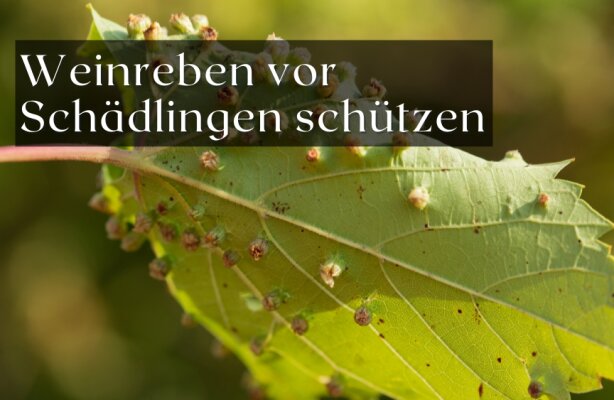 Wie man Weinreben vor Schädlingen schützt: Effektive Maßnahmen - Weinreben vor Schädlingen schützen: Effektive Maßnahmen