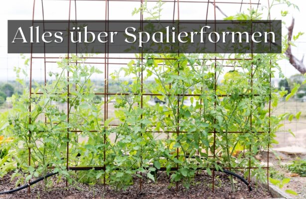 Alles über Spalierformen – Welche Form ist am besten für deinen Garten geeignet? - Spalierformen im Garten – Welche ist die richtige für dich?