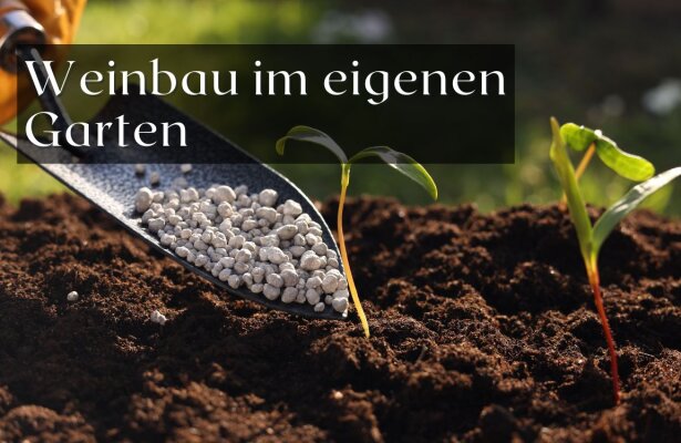 Weinbau im eigenen Garten – So gelingt der Start - Weinbau im eigenen Garten – So gelingt der Start