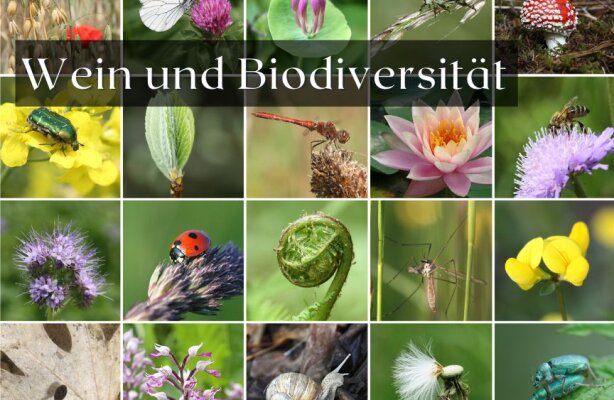 Wein und Biodiversität – Wie das Zusammenspiel von Pflanzen und Tieren den Weingeschmack beeinflusst - Wein und Biodiversität – Warum ein artenreicher Weinberg den Geschmack beeinflusst