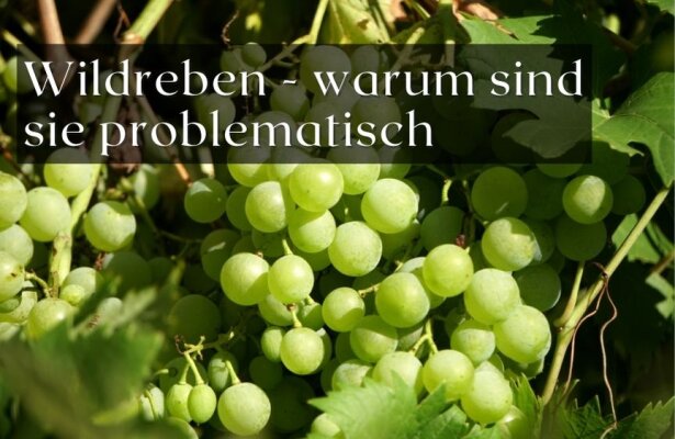 Wie man Wildreben erkennt und warum sie im Garten problematisch sein können - Wildreben erkennen und bekämpfen – Warum sie problematisch im Garten sind