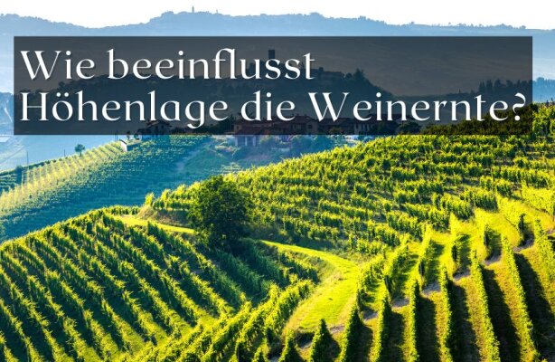 Wie beeinflusst Höhenlage die Reife und den Geschmack von Weintrauben? - Wie beeinflusst Höhenlage den Geschmack von Wein?