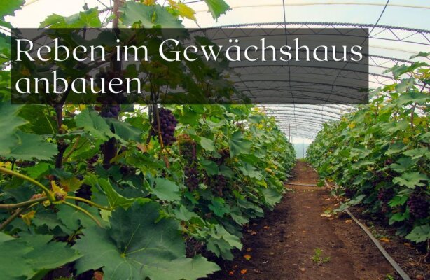 Reben im Gewächshaus anbauen – Funktioniert das wirklich? - Weinreben im Gewächshaus anbauen – Geht das wirklich?