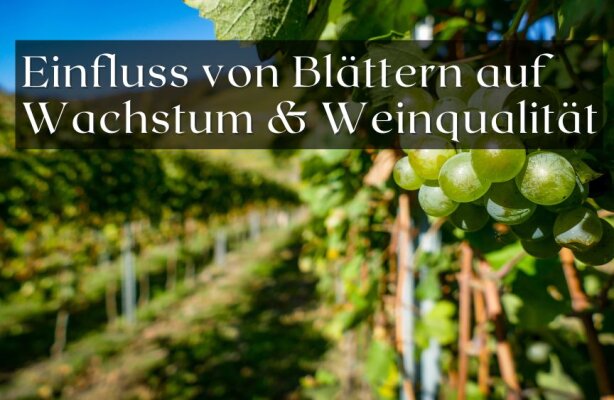 Laubwandmanagement – Wie Blätter das Wachstum und die Traubenqualität beeinflussen - Laubwandmanagement: So beeinflussen Blätter Wachstum und Traubenqualität