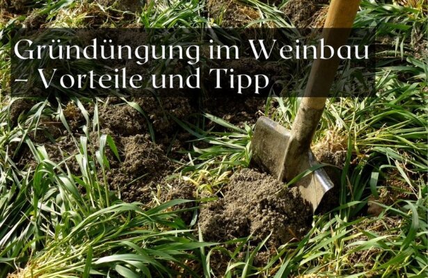 Gründüngung im Weinbau – Vorteile und Tipps für eine gesunde Bodenstruktur - Gründüngung im Weinbau: Vorteile und Tipps