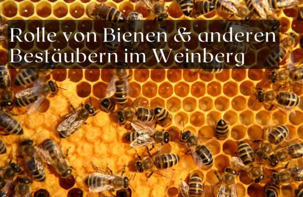 Die Rolle von Bienen und anderen Bestäubern im Weinberg - Die Rolle von Bestäubern im Weinberg – mehr Biodiversität für gesunde Reben