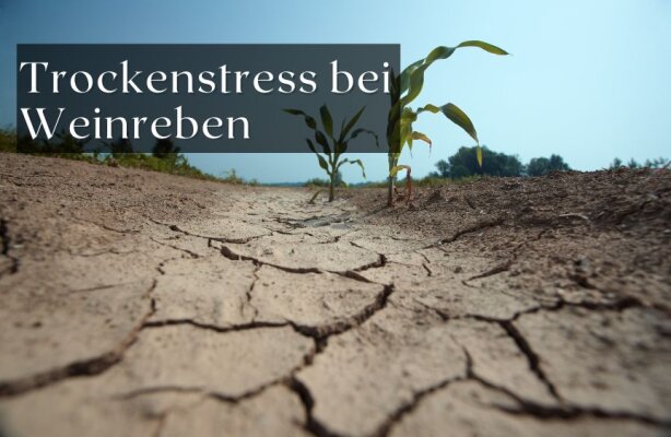 Trockenstress bei Weinreben – Symptome erkennen und richtig handeln - Trockenstress bei Weinreben – Symptome erkennen und richtig reagieren