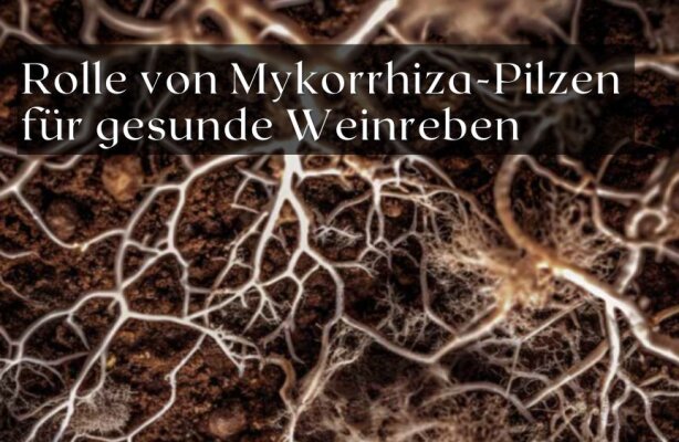 Die Rolle von Mykorrhiza-Pilzen für gesunde Weinreben - Mykorrhiza im Weinbau – warum Pilze für gesunde Reben entscheidend sind