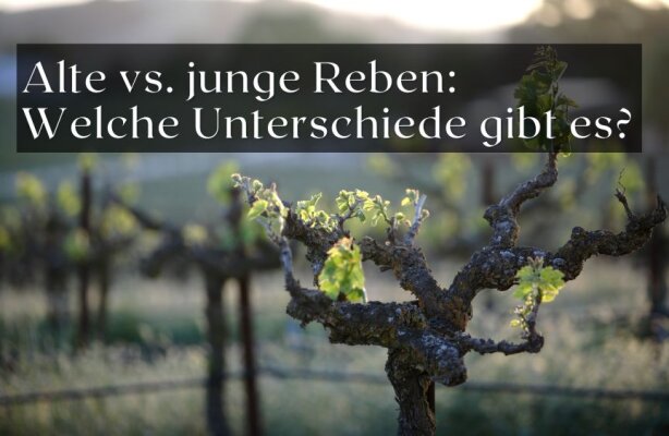 Alte vs. junge Reben – welche Unterschiede gibt es in Ertrag und Qualität? - Alte oder junge Reben – was besser ist für Ertrag und Weinqualität