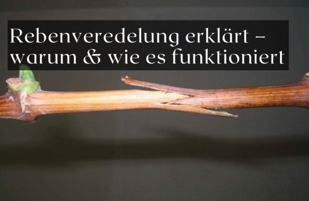 Rebenveredelung erklärt – warum es gemacht wird und wie es funktioniert - Rebenveredelung erklärt – warum und wie sie im Weinbau funktioniert