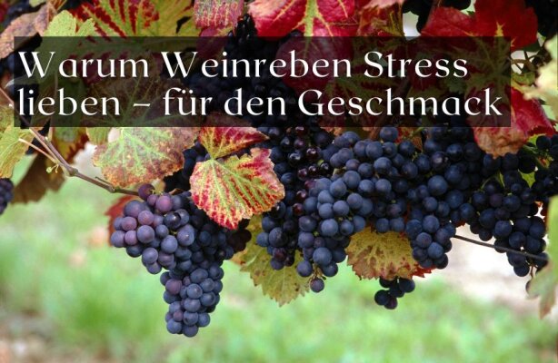 Warum Weinreben Stress lieben – und wie man das für besseren Geschmack nutzen kann - Warum kontrollierter Stress Weinreben guttut – und den Geschmack verbessert