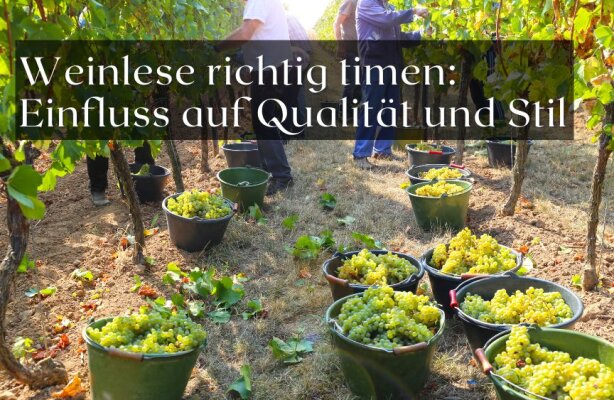 Weinlese richtig timen – Einfluss auf Qualität und Stil - Weinlese richtig timen – warum der Erntezeitpunkt über Stil und Qualität entscheidet