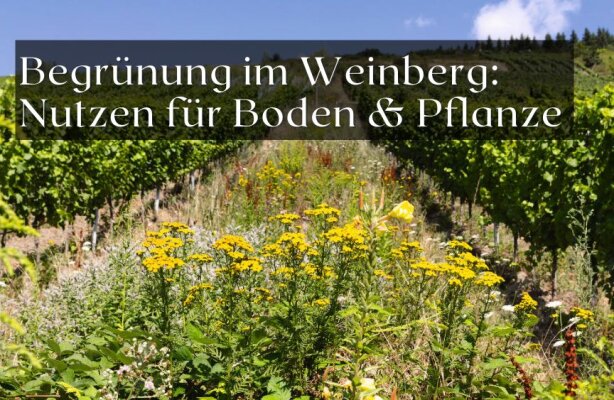 Begrünung im Weinberg – Nutzen für Boden und Pflanze - Begrünung im Weinberg – Vorteile für Boden, Klima und Rebe