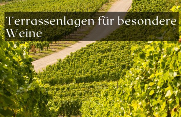 Warum Terrassenlagen besondere Weine hervorbringen - Terrassenlagen – deshalb bringen sie so besondere Weine hervor