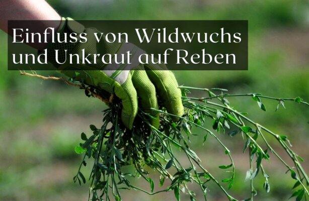 Einfluss von Wildwuchs und Unkraut auf Reben – Wie viel Natur ist gut? - Wildwuchs im Weinberg – Chancen und Risiken für Reben