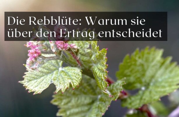 Die Rebblüte – Warum sie über den Ertrag entscheidet - Rebblüte im Weinberg – Bedeutung &amp; Einfluss auf Ertrag und Qualität