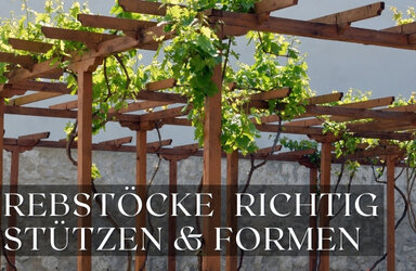 Wie man Rebstöcke richtig stützt und formt – Der ultimative Leitfaden - Wie man Rebstöcke richtig stützt und formt – Dein Leitfaden zur optimalen Weinrebenpflege