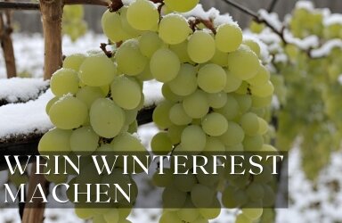 Weinreben überwintern – Detaillierte Tipps für den Schutz im Winter - Weinreben überwintern – So machst du deine Reben sicher winterfest