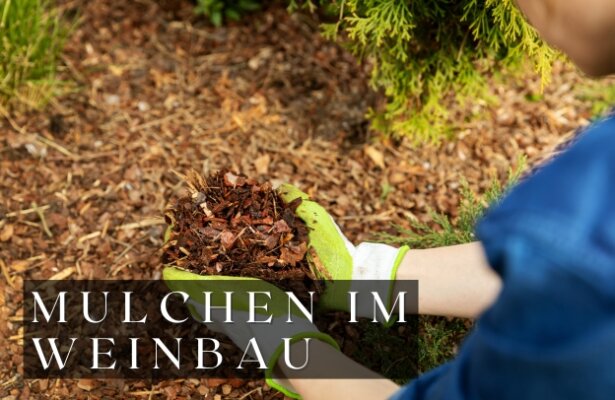 Die Bedeutung von Mulchen im Weinbau - Die Vorteile von Mulchen im Weinbau – Schutz und Pflege für gesunde Reben