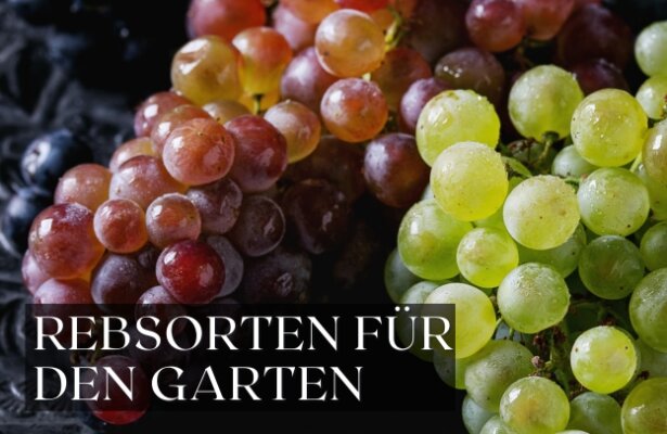 Die besten Weinrebsorten für den eigenen Garten - Die besten Weinrebsorten für den eigenen Garten – Tipps für den Anbau