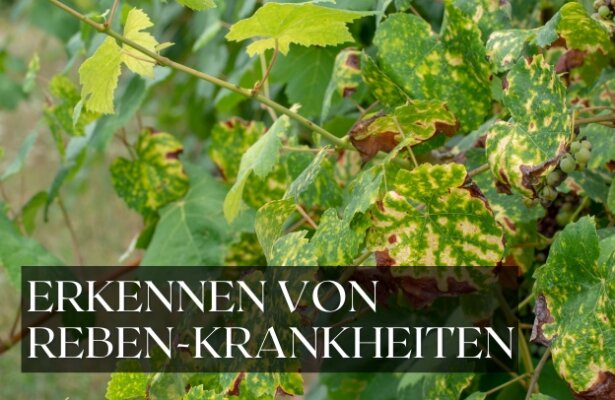 Erkennen und Behandeln von Krankheiten bei Weinreben - Erkennen und Behandeln von Weinrebenkrankheiten – Tipps zur Vorbeugung und Pflege