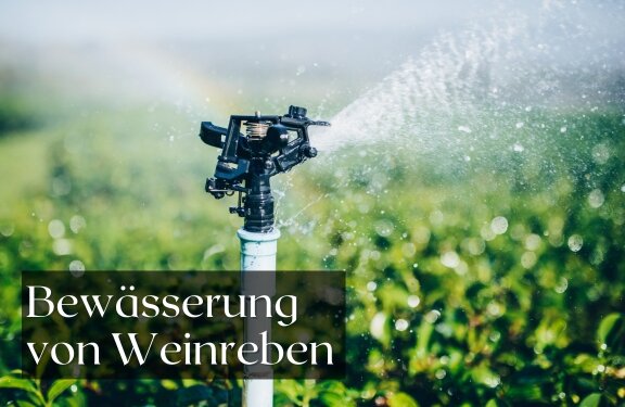 Bewässerung von Weinreben: Wie viel Wasser brauchen sie wirklich? - Bewässerung von Weinreben: Tipps für den optimalen Wasserbedarf