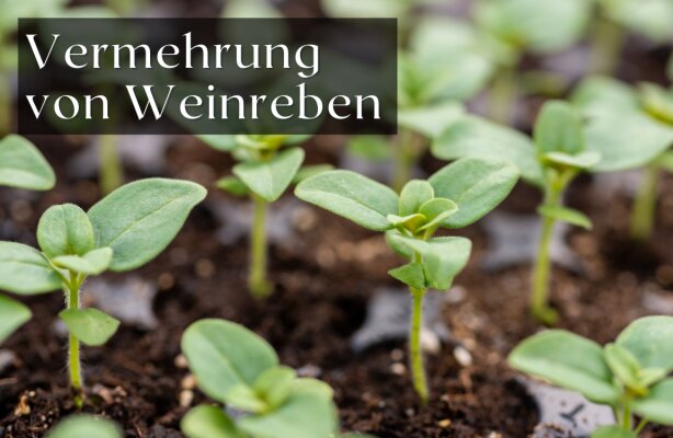 Vermehrung von Weinreben: Stecklinge, Veredelung und mehr - Vermehrung von Weinreben: Methoden für deinen Garten