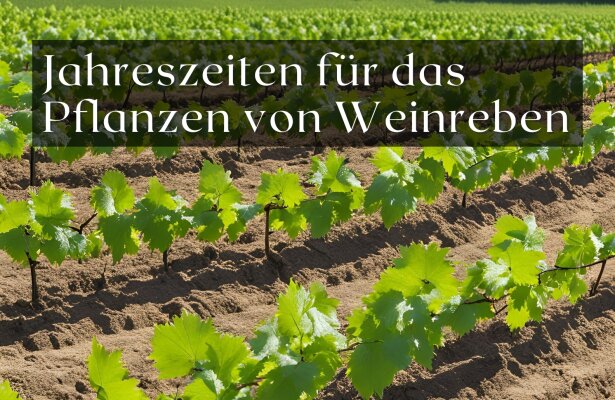 Die besten Jahreszeiten für das Pflanzen neuer Weinreben - Die besten Jahreszeiten für das Pflanzen neuer Weinreben