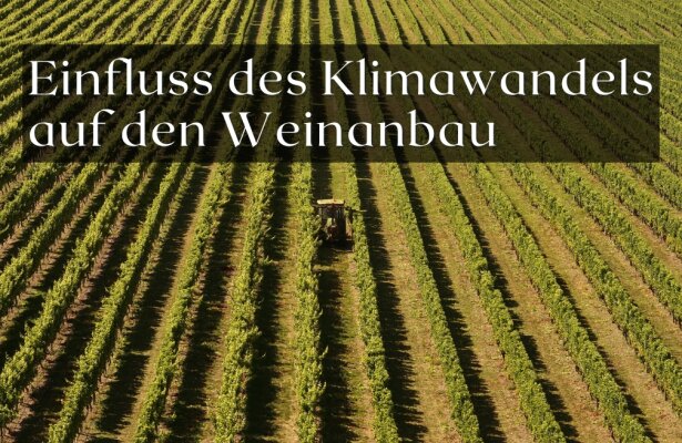 Einfluss des Klimawandels auf den Weinanbau und Erntemethoden - Einfluss des Klimawandels auf den Weinanbau – Herausforderungen und Anpassungen