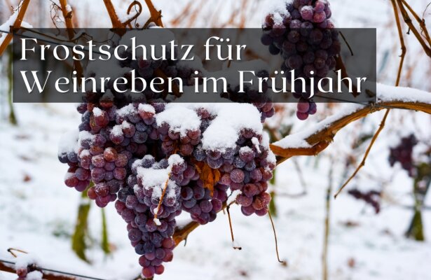 Frostschutz für Weinreben im Frühjahr - Frostschutz für Weinreben im Frühjahr: Tipps und Maßnahmen