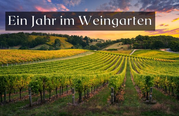 Ein Jahr im Weingarten: Die wichtigsten Arbeiten und Pflege-Tipps Monat für Monat - Ein Jahr im Weingarten: Monat-für-Monat-Pflege-Tipps